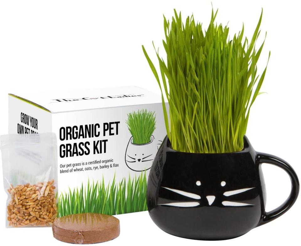 cat grass growing kit, gifts for cat lovers