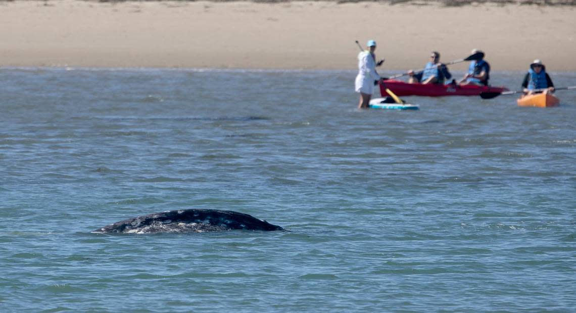 A gray whale surfaces in the Morro Bay Harbor near Morro Rock on Thursday, March 14, 2024, as paddle boarders and kayakers look on. The whale has been been spotted in the harbor for the last few days. Laura Dickinson/ldickinson@thetribunenews.com