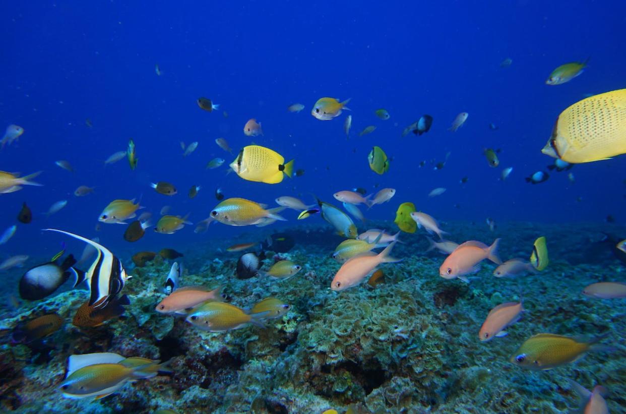 Fish swim in a reef at Pearl and Hermes Atoll in the Northwestern Hawaiian Islands. <a href="https://newsroom.ap.org/detail/UNBiodiversity/3ead5d56c624402893c0df11ab789657/photo?Query=ocean%20fish&mediaType=photo&sortBy=&dateRange=Anytime&totalCount=262&currentItemNo=31&vs=true" rel="nofollow noopener" target="_blank" data-ylk="slk:AP Photo/Jacob Asher;elm:context_link;itc:0;sec:content-canvas" class="link ">AP Photo/Jacob Asher </a>