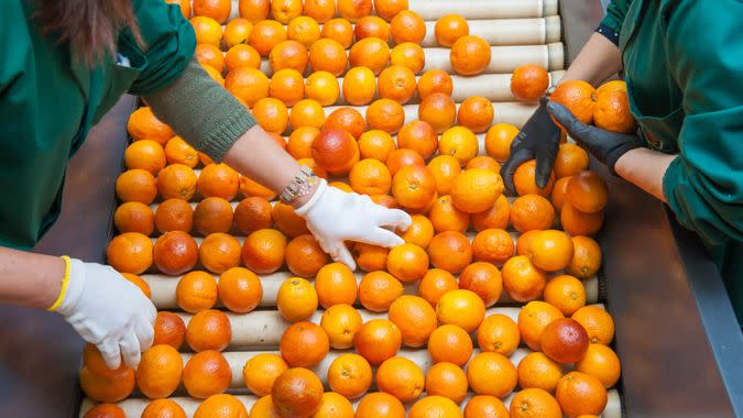 The manual selection of fruits: workers ckecking oranges to reject the seconde-rate ones.