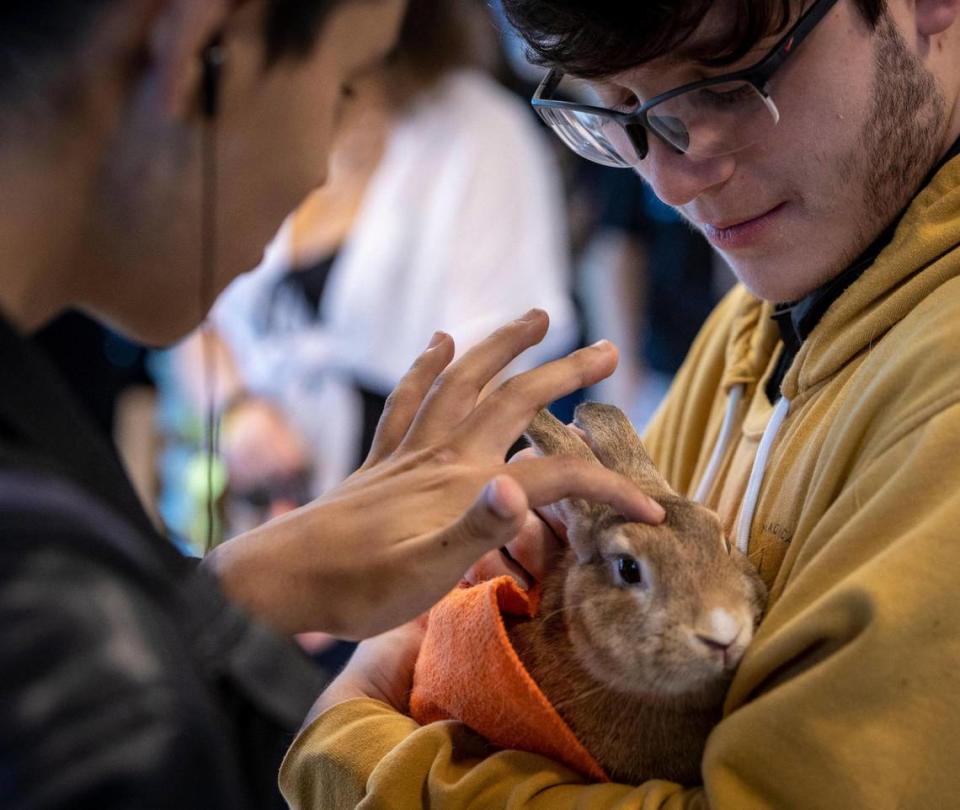 Zachary Blanco, a la derecha, sostiene a Sunny, un conejo, mientras Michael Reyes, a la izquierda, acaricia suavemente al animal durante un evento en Hialeah Gardens High School para promover la salud mental. Tanto Michael como Zachary son estudiantes de décimo grado. Hialeah Gardens, Florida - 30 de mayo de 2023 -