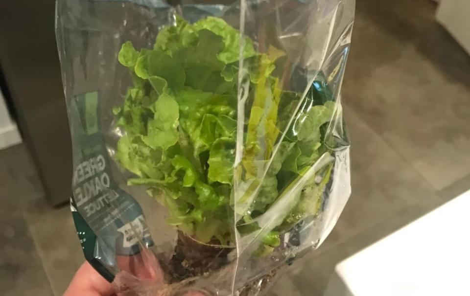 Tiny lettuce head a Woolworths shopper received in a recent order. Source: Facebook/Andie Jade