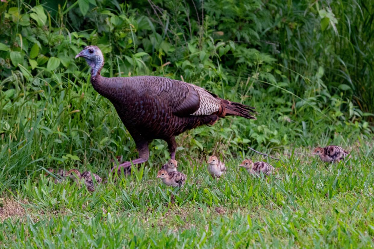 Well-camouflaged baby turkeys stay close to their mother. [Photo courtesy Andrew Lydeard]