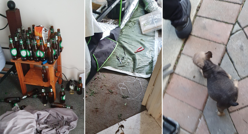 Photos from inside the home, showing the mess and sick puppy. 