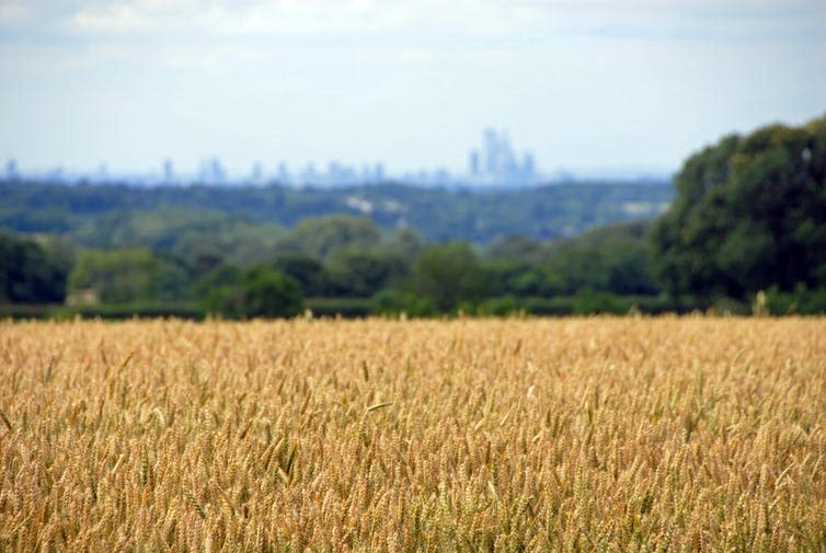 Field with city in distance