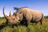 <p>Rhinos are famous for their horns, and they were named for their signature feature. But the moniker isn’t super creative. The word rhinoceros is a literal mix of two Greek words that best describe how they look: <em>rhino </em>(nose) and <em>ceros </em>(horn).</p>