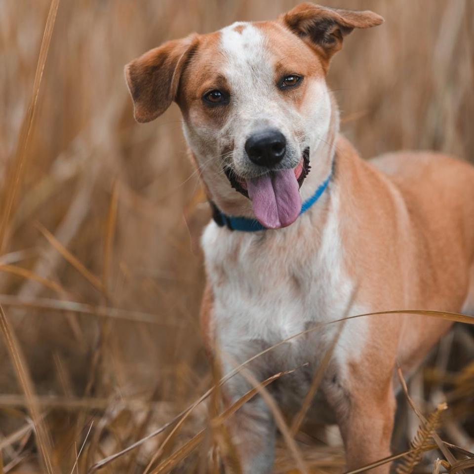 Do you like to hike? Halo loves outdoor adventures like hiking, but he might’ve forgotten since he’s been here for 410 days. He gets time outside, but he misses the outdoors. He does not like cats and shouldn’t be with young kids because of his high energy. He’s food and toy motivated, great on a leash and knows basic commands. He does have allergies and needs to take medication. Make an appointment at www.spcaflorida.org/appointment.