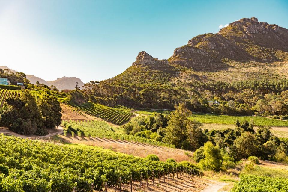 From Stellenbosch and Franschhoek, Cape Town’s vineyards produce a fine cabernet sauvignon (Getty Images)