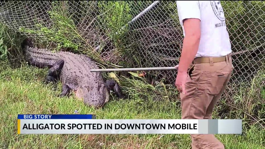 Officials trying to get gator out of the intersection in downtown Mobile