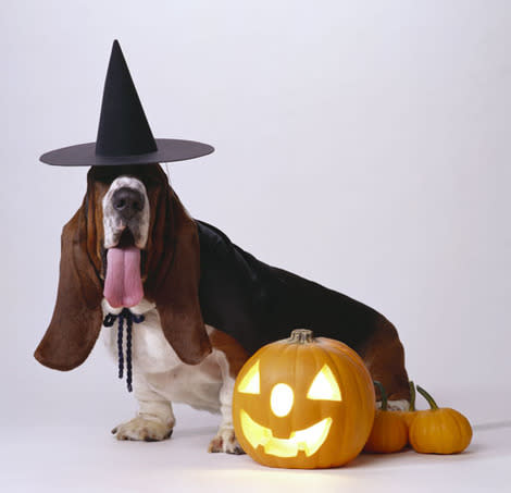 .Don't let your spooky holiday turn into a real-life horror because of a Halloween pet disaster. 