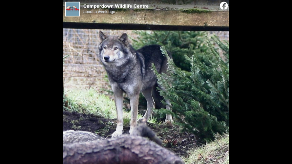 The “alpha male” of the pack, named Loki, underwent surgery and developed complications that led to him being euthanized, the wildlife center said.