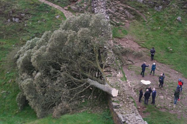 People look at the tree at Sycamore Gap, next to Hadrian's Wall, in Northumberland which has come down overnight after being 