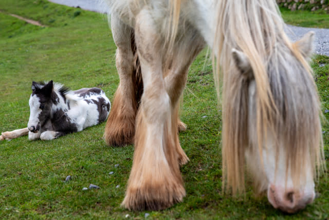 Public Told To Be Cautious While Traditional Cob Horses Roam The Headland Of Rhossili