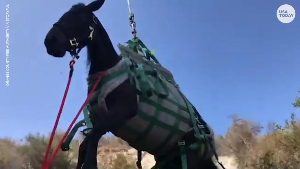 A horse that fell 60 feet down a ravine in an Orange County park was airlifted to safety by the local fire department.