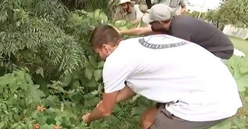 The groom and groomsmen were forced to pick their own flowers on the way to the wedding. Source: 7 News