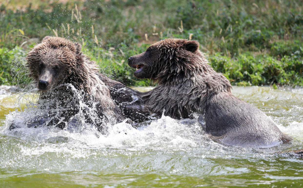 Two European Brown bears cool off in the pool in their enclosure at ZSL Whipsnade Zoo. (Photo by Andrew Matthews/PA Images via Getty Images)