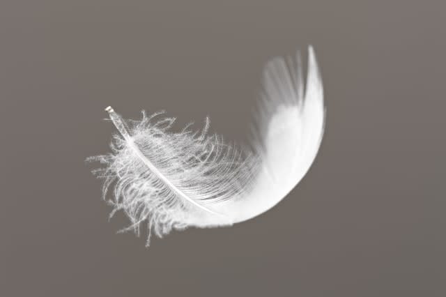 Feather floating on gray background