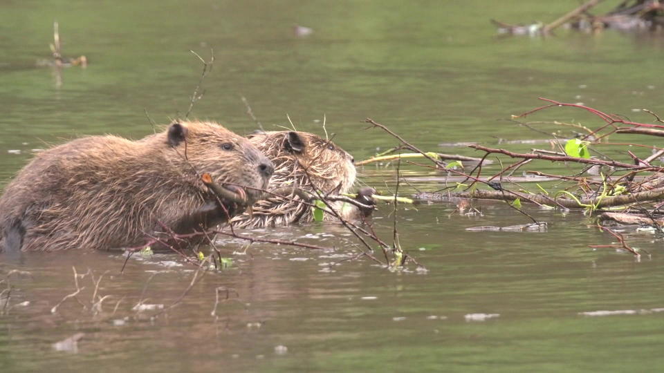 Need a dam constructed? These are the guys to do it. / Credit: CBS News