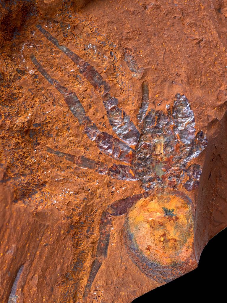 The spider, named Megamonodontium mccluskyi, was unearthed by a group of scientists in  central NSW. Picture: Supplied/Australia Museum