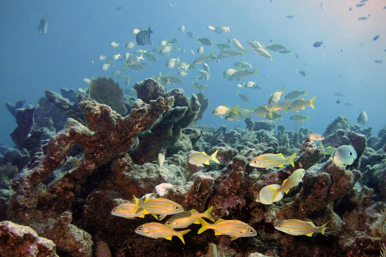 Molasses Reef, Florida Keys