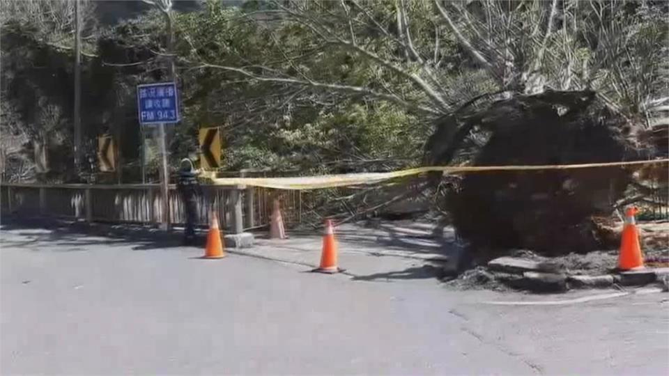 四樓高老樹被風吹倒壓到車 婦困車裡求救