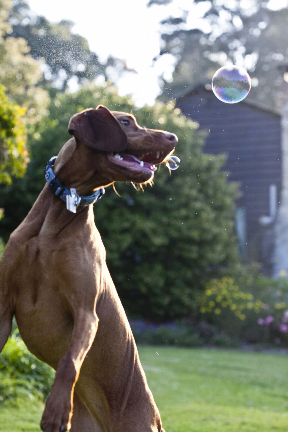 <p>Vizslas aren't the kind of dogs that enjoy alone time, - and in a house full of people, that's a good thing. These hounds love forming super tight bonds with their owners and are built for long days of activities. If you have an active family, these pups will fit right in.</p>