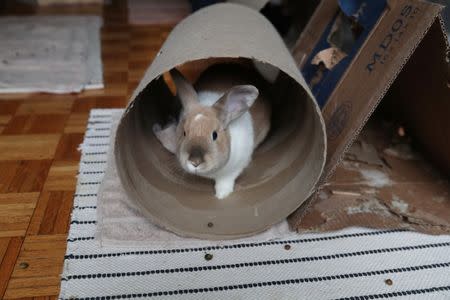 One of the eight bunnies adopted by Jacob Levitt makes its way through a tunnel at his apartment in New York, U.S., April 11, 2019. REUTERS/Shannon Stapleton