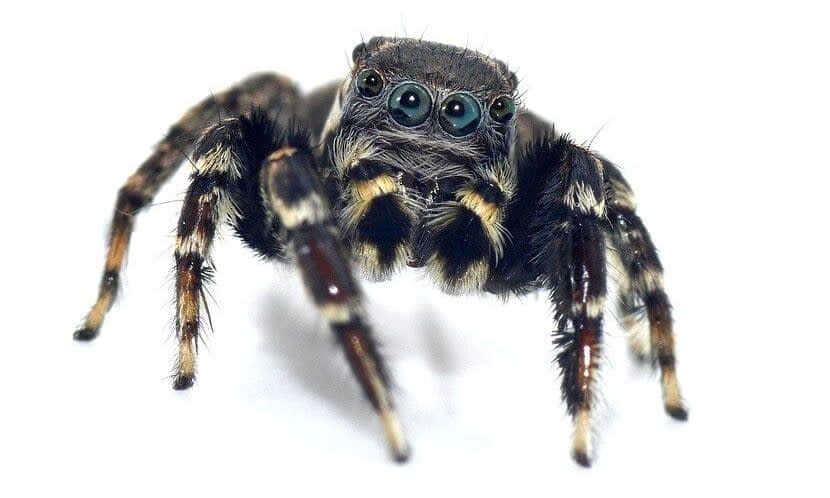 The spider has a distinct resemblance to the fashion icon (Queensland Museum) 