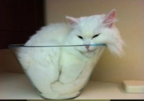 Cat in a bowl