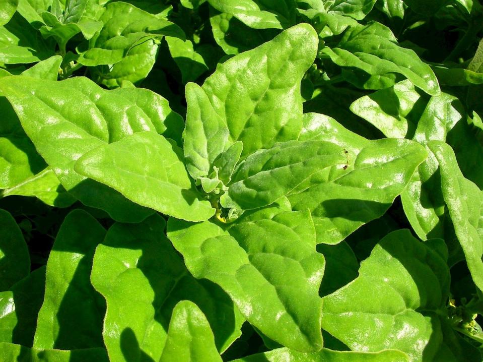 New Zealand spinach has a mild flavor, flourishes in the heat, and can serve as a nutritious summer salad.