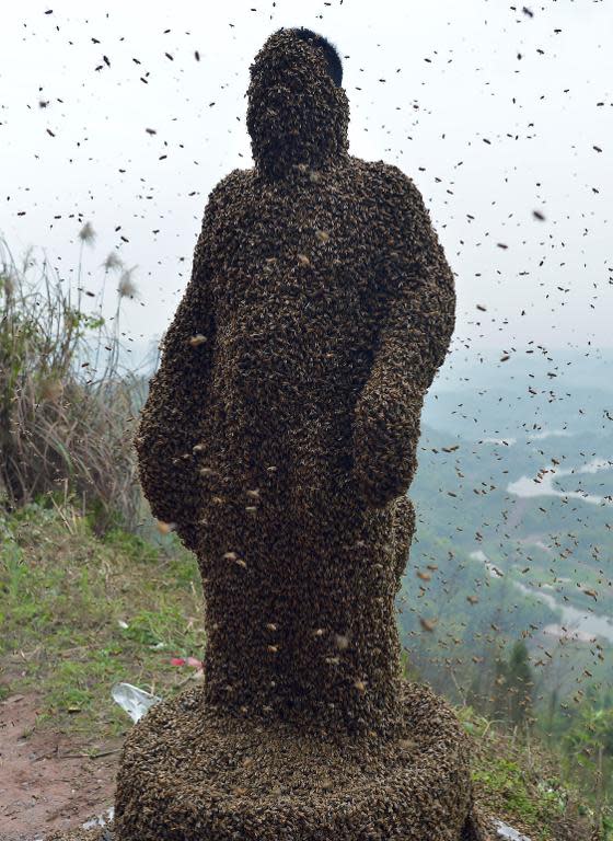 Beekeeper She Ping allows a swarm of bees to cover his entire body in his efforts to sell more honey, in southwest China's Chongqing on April 9, 2014