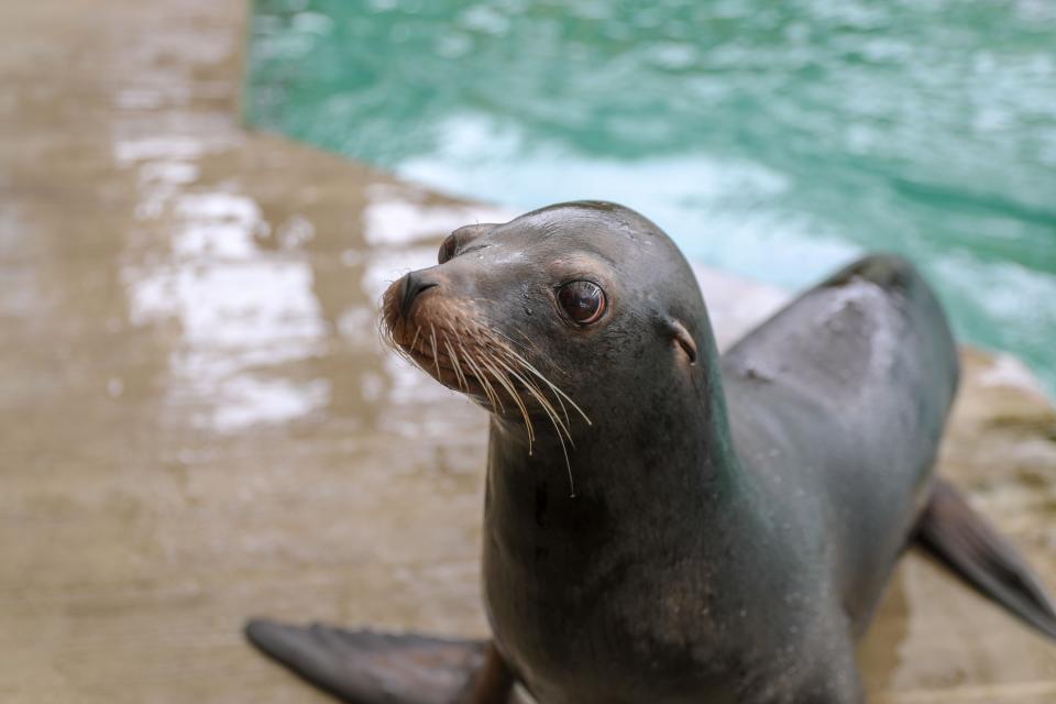 New England Aquarium welcomes sea lions Farley and Giovanni