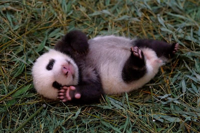 「圓仔妹」：你在拍我嗎？（圖／臺北市立動物園提供）