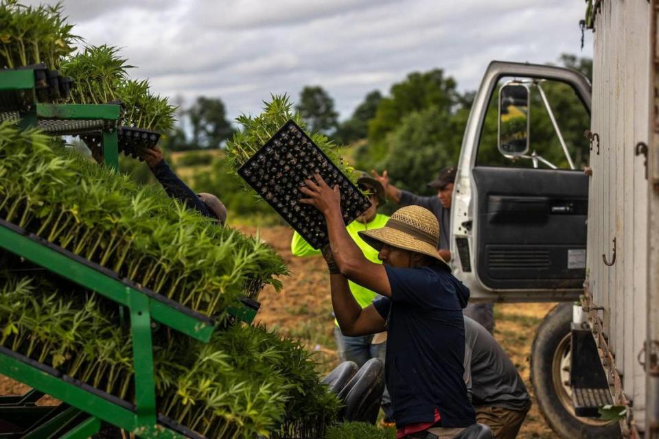 Hemp clones are loaded onto a tractor to be set in a field in Owen County, Ky., on Thursday, June 22, 2023.