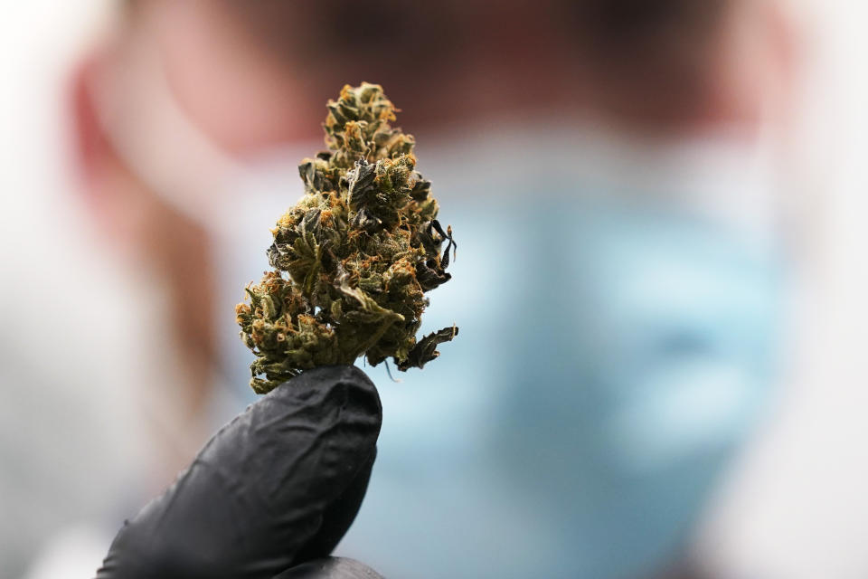 Jake Crisco, general manager of the Green Leaf Medical Cannibis facility holds a mature bud of marijuana at the company's plant in Richmond, Va., Thursday, June 17, 2021. The date for legalizing marijuana possession is drawing near in Virginia, and advocacy groups have been flooded with calls from people trying to understand exactly what becomes legal in July. (AP Photo/Steve Helber)