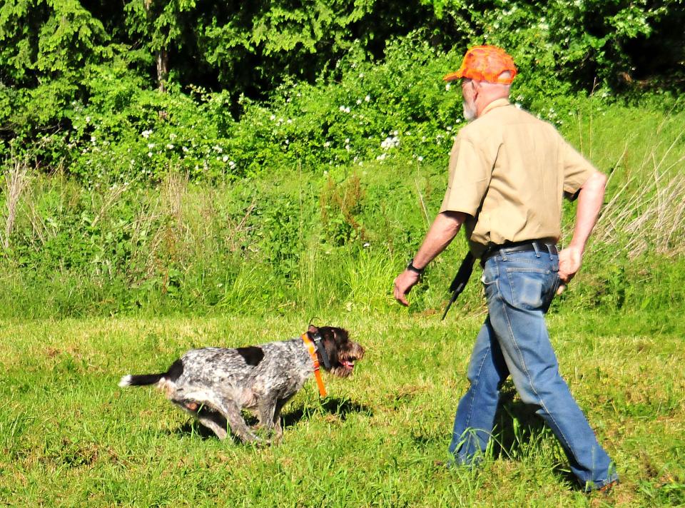 Roger Miller, of the Ashland Chapter 442 of Pheasants Forever, puts on a demonstration with different hunting dogs, such as Buster, a German wirehaired pointer, during Kids Outdoor Day at the Ashland County Wildlife Conservation League Farm Saturday, June 4, 2022, hosted by the ACWCL and Fin Feather Fur Outfitters.  LIZ A. HOSFELD/FOR TIMES-GAZETTE.COM