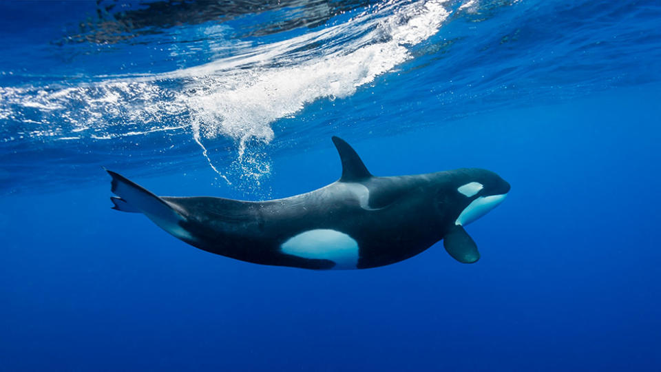 Only 72 orcas frequent the area and many of the whales in the three pods are looking thin and are stressed. Source: Getty Images