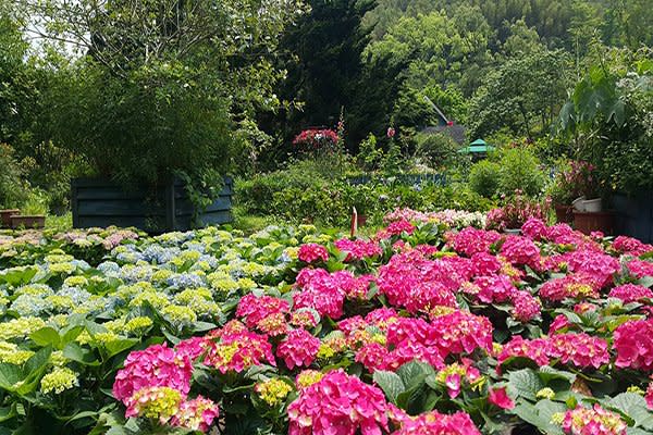 繡球花季 (圖片來源／南庄山芙蓉咖啡)