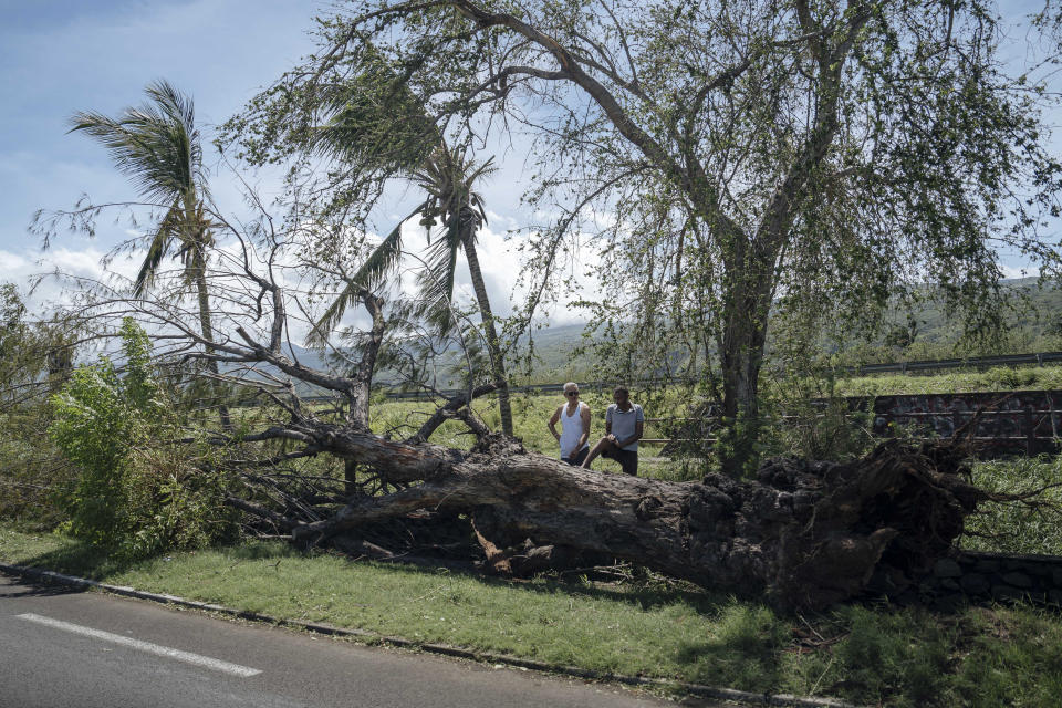 Men observe a falling tree in the town of Saint-Paul, on the French Indian Ocean island of Reunion, Tuesday, Jan. 16, 2024. Tropical cyclone Belal had battered the French island of Reunion, where the intense rains and powerful winds left about a quarter of households without electricity after hitting Monday morning, according to the prefecture of Reunion. (AP Photo/Lewis Joly)