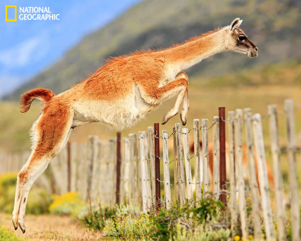 For years I have been chasing this photo of a guanaco jumping a fence. Finally got in in January 2013. What is peculiar is that these animals just come to the fence, stop and spring over it. You would expect them to run as a horse does to jump over an obstacle. Photo taken in Torres del Paine, Chile. (Photo and caption Courtesy Jose Hernandez / National Geographic Your Shot) <br> <br> <a href="http://ngm.nationalgeographic.com/your-shot/weekly-wrapper" rel="nofollow noopener" target="_blank" data-ylk="slk:Click here" class="link ">Click here</a> for more photos from National Geographic Your Shot.