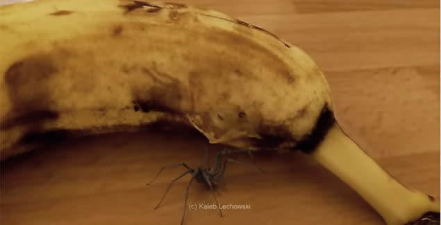 A video of spider bursting out of banana has been going viral on social media (credit: YouTube/Kaleb Lechowski)