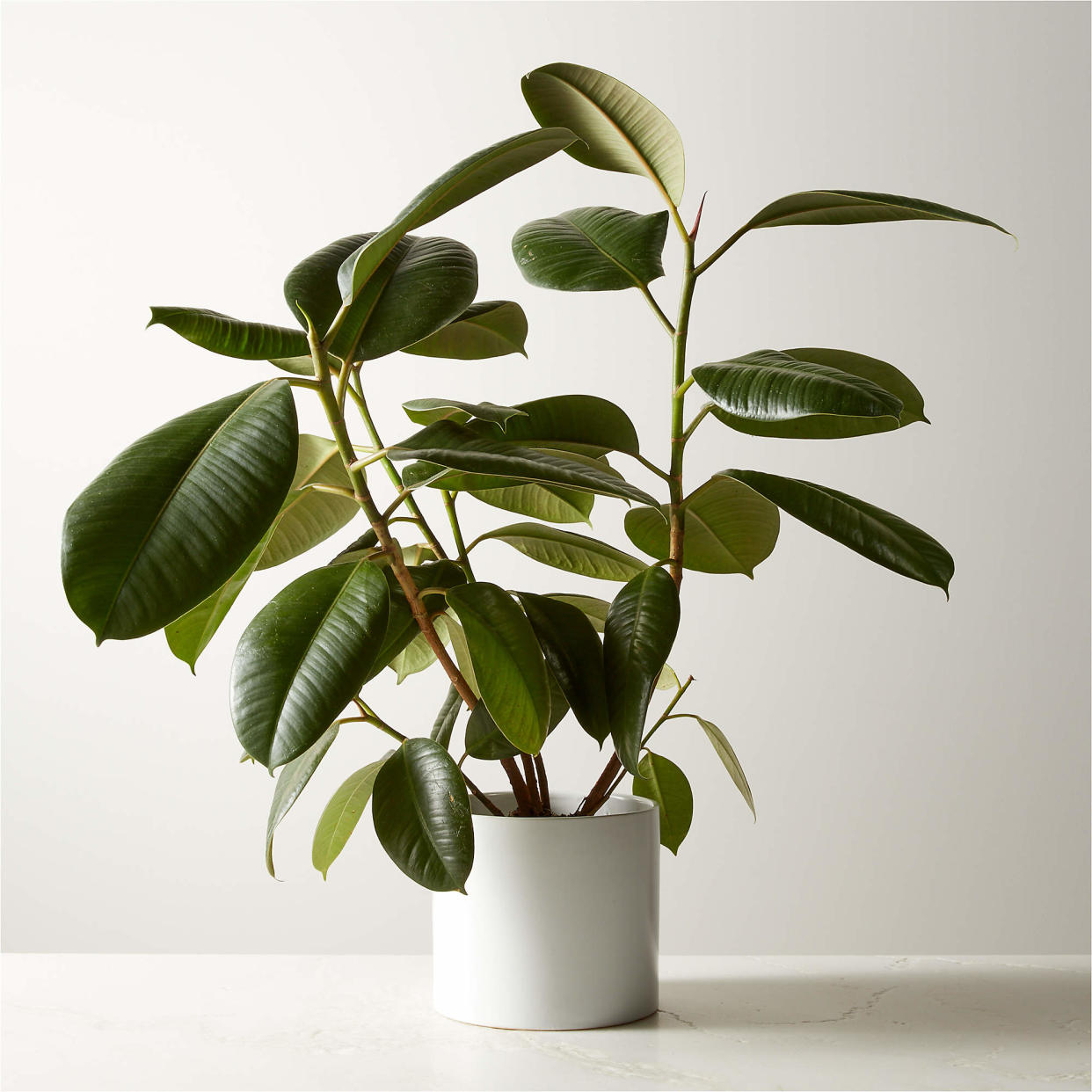 <p><a href="https://go.redirectingat.com?id=74968X1596630&url=https%3A%2F%2Fwww.cb2.com%2Flive-ficus-elastica-rubber-plant-6-in-white-ceramic-pot%2Fs128825&sref=https%3A%2F%2Fwww.housebeautiful.com%2Flifestyle%2Fgardening%2Fg2495%2Findoor-plants%2F" rel="nofollow noopener" target="_blank" data-ylk="slk:Shop Now;elm:context_link;itc:0;sec:content-canvas" class="link rapid-noclick-resp">Shop Now</a></p><p>Rubber Plant</p><p>CB2</p><p>$49.95</p>