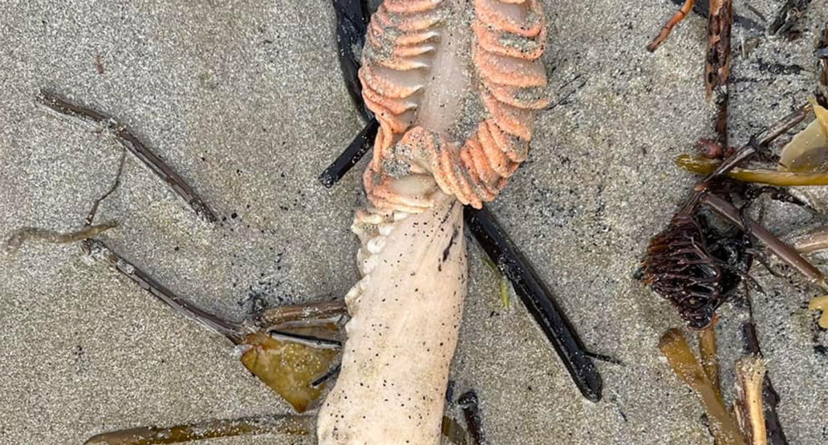 Una strana scoperta su una spiaggia australiana stordisce la gente del posto: “Cos’è questo?”