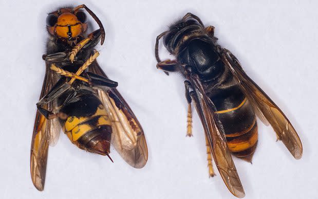The Asian hornets are mostly black, with distinctive yellow legs