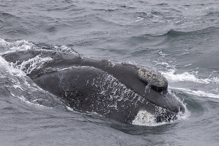 A previously unidentified Eastern North Pacific right whale surfaces in the waters of the Gulf of Alaska in September 2023. (photo by Bernardo Alps/NOAA Fisheries, International Whaling Commission and WildSea Inc.)