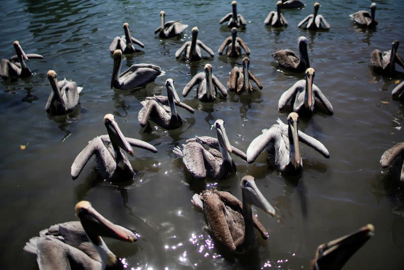 Pelicans wait to be fed by Leonardo Carrillo (not pictured) in Guanimar, Cuba