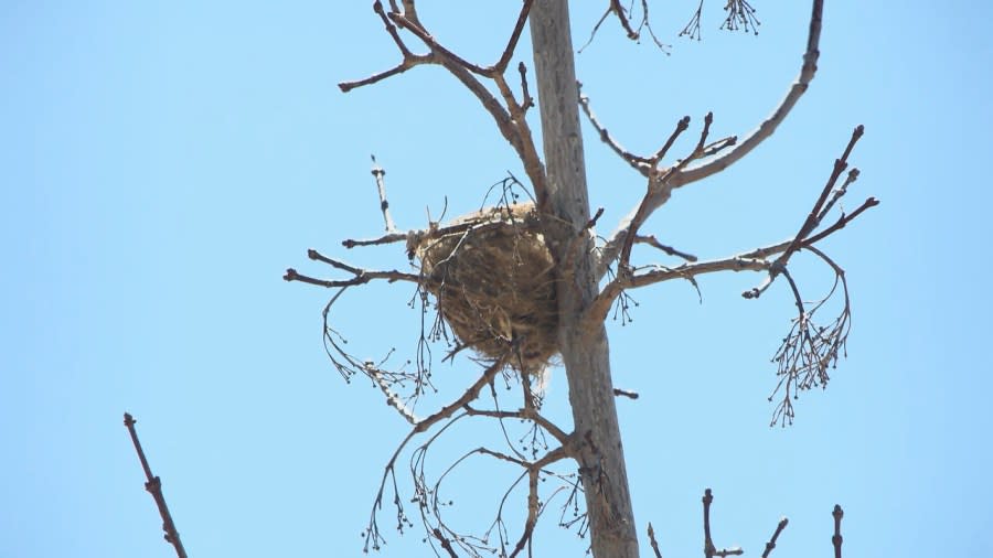 A bird's nest can be spotted on the top of the tree.