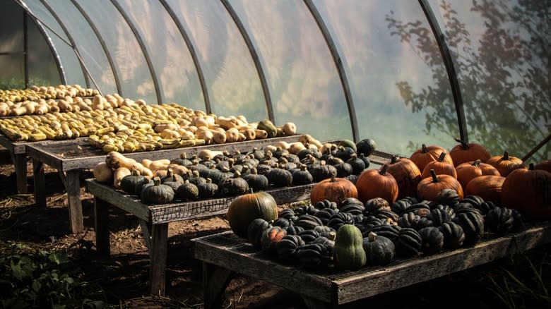 Several types of winter squash curing in a greenhouse