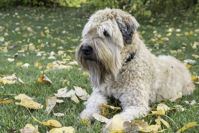 C_Gara/Shutterstock The aptly named soft-coated Wheaten terrier has a soft, wavy coat.