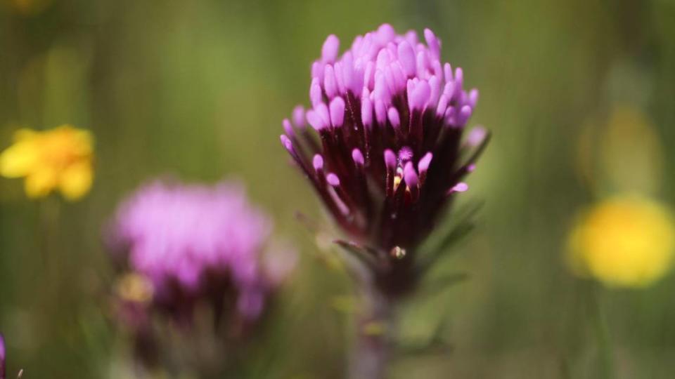 Purple owl’s clover blooms near Shell Creek Road on April 3, 2024. David Middlecamp/dmiddlecamp@thetribunenews.com